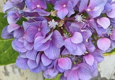 描写春天稻田的句子(合集40句)