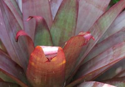 描写寄居蟹的句子(推荐10句)