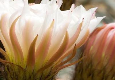 描写山花的句子(优选49句)