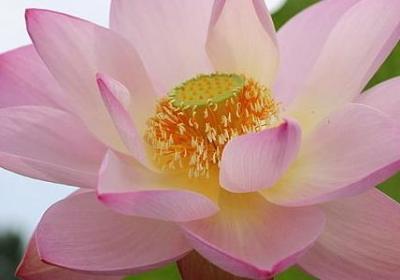 描写春天花美的句子(共10句)