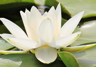 描写小宝宝外貌的句子(实用11句)