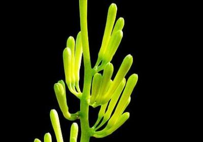 描写幼师辛苦的句子(精选50句)