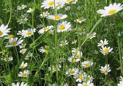 描写妖孽美男的句子(优选30句)