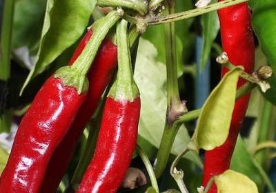 描写扶桑花的句子(必备50句)