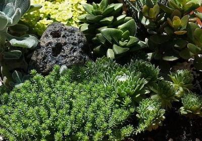 描写女子虎牙的句子(50句)