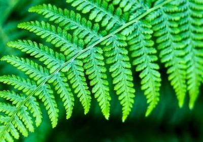 描写春天梅花的句子(通用15句) 描写春天梅花的句子(通用15句)