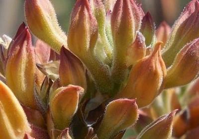 描写木桥的句子(汇总40句) 描写木桥的句子(汇总40句)