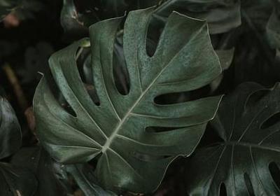 描写桃花开花的句子(精选50句) 描写桃花开花的句子(精选50句)