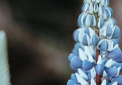 心灵创伤的句子(20句) 心灵创伤的句子(20句)