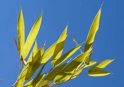 带有黑白的唯美短句(必备50句)