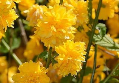 关于唱歌的心情句子(50句)