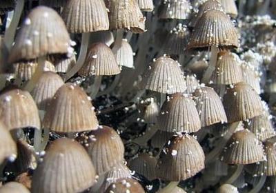 把花当作人来写的句子(汇总40句)