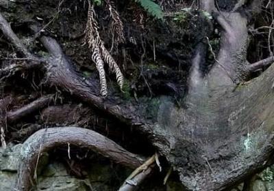 把事情看淡的句子(共50句)