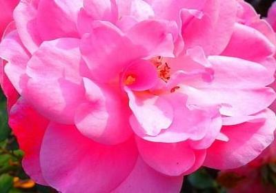 把两个句子合成一句话(合集100句)