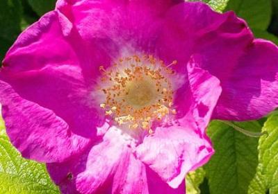 描写小丑外貌的句子(精选9句)