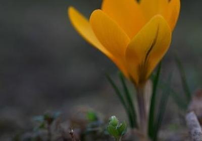 我爱你短句(合集98句)