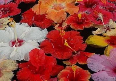 愿佛祖保佑的短句(优选50句)