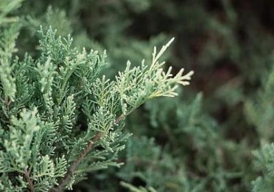 成分残缺的句子(共49句)