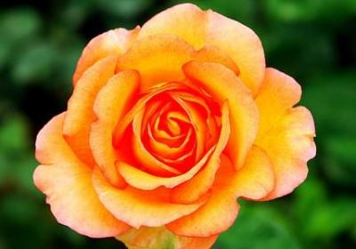 抖音上火的句子(精选20句)