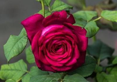 我爱你的短句(热门50句)