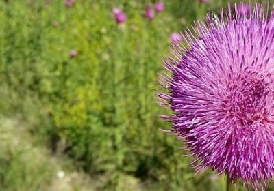 描写弹琵琶的句子(实用50句)