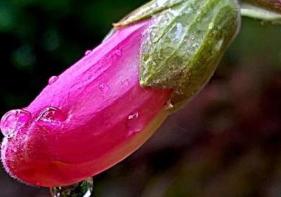 报答养育之恩的句子(推荐50句)