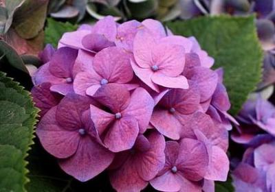 拈连的句子大全(精选50句)