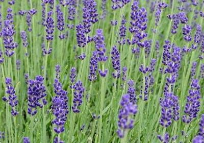 我爱你短句说说大全(实用49句)