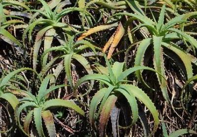 徒步励志的短句(共50句)