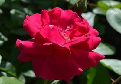 招揽人才的句子(推荐50句)