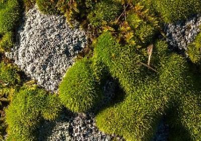 我姓麻的专属句子(精选50句)