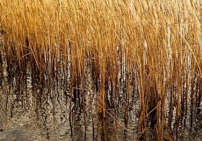 把你放心里的句子(热门49句)