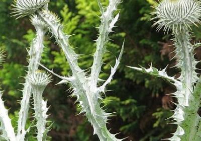 战胜疾病的圣经句子(共30句) 战胜疾病的圣经句子(共30句)