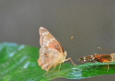 带有省略号的句子(优选40句) 带有省略号的句子(优选40句)