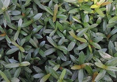 抒发友情的句子(优选50句) 抒发友情的句子(优选50句)