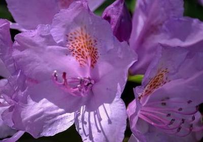 形容女生眉毛好看的句子(汇总50句)