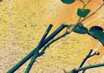 拍照说说句子(必备50句)