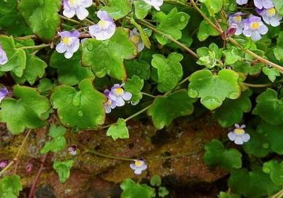 描写女子声音的句子(合集50句)