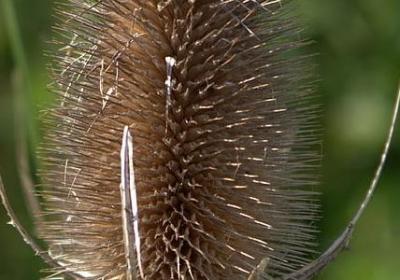 描写寒梅的句子(必备20句)