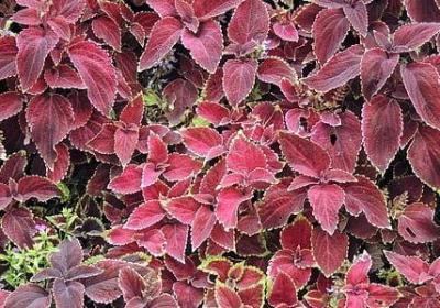 慢慢成熟的句子(共50句)