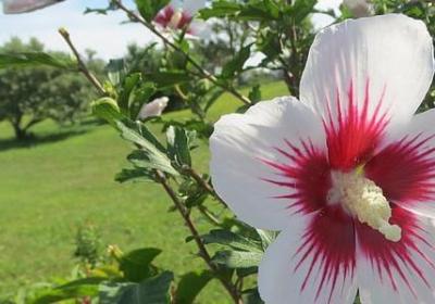 形容玩耍的句子(必备50句)