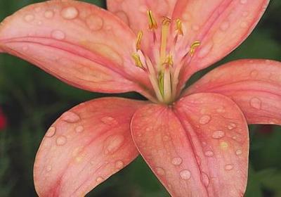 思念去世妈妈的句子(必备49句)