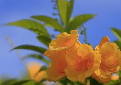 我爱我老公的句子(通用30句)