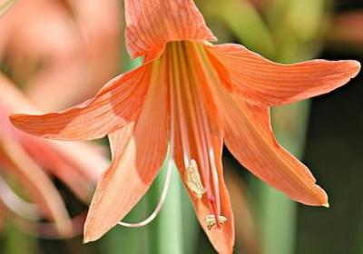 形容银耳汤的句子(热门30句)