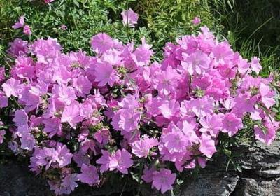 描写学生外貌的句子(合集20句)