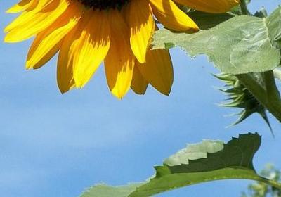 我愿意等你的优美句子(通用50句) 我愿意等你的优美句子(通用50句)