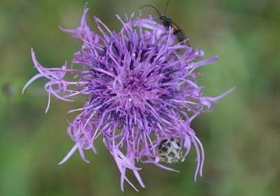 描写山高大的句子(推荐10句) 描写山高大的句子(推荐10句)