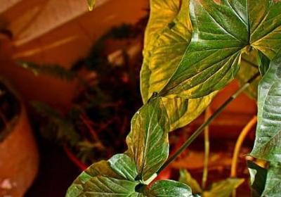 我爱你一生一世句子(通用56句) 我爱你一生一世句子(通用56句)