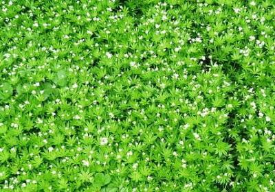 我本无心的句子(汇总30句)