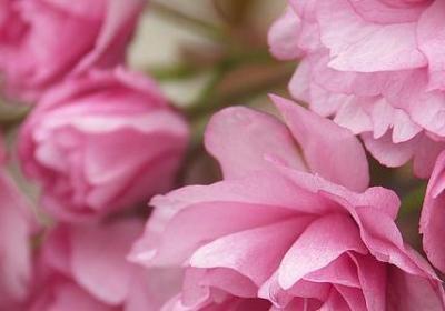 悼念母亲的句子(实用43句)